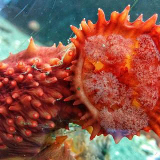 An orange sea cucumber in one of Deep Bay's touch tanks