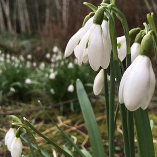 A bundle of white snowdrops are starting to bloom at Milner Gardens & Woodland