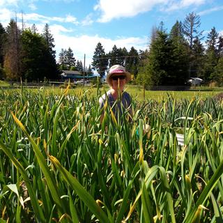 Toni sits in a field of garlic