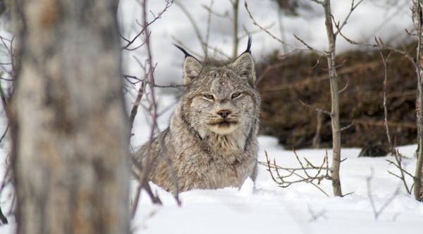 A Canada Lynx in the forest