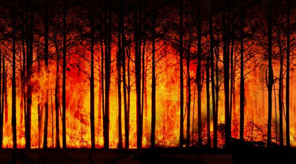 A fire engulfing numerous trees.
