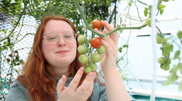 Nicole Darlington prunes leaves off a tomato plant.