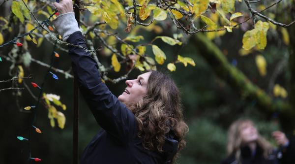 A volunteer strings up lights at Milner Gardens