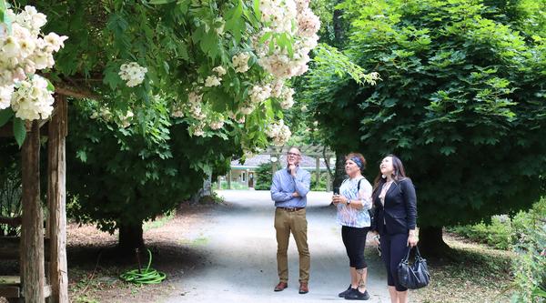 Geoff Ball, Executive Director of Milner Gardens & Woodland, and Communities in Bloom Judges Leslie Cornell and Tina Liu look up at blossoms during the tour.