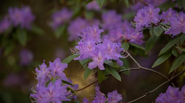 A branch of purple rhododendrons