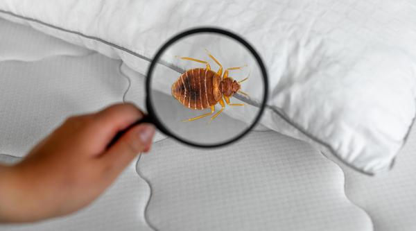 A magnifying glass reveals a bedbug on a bed