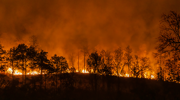 Wildfire with silhouettes of trees