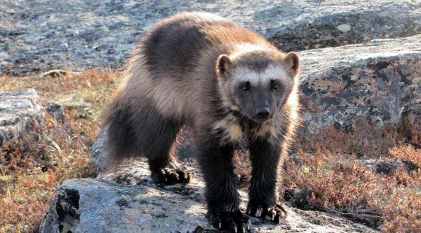 A wolverine stands on a pale grey rock in the wilderness.