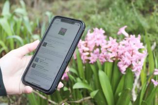 A close up of someone holding a phone near pink flowers.