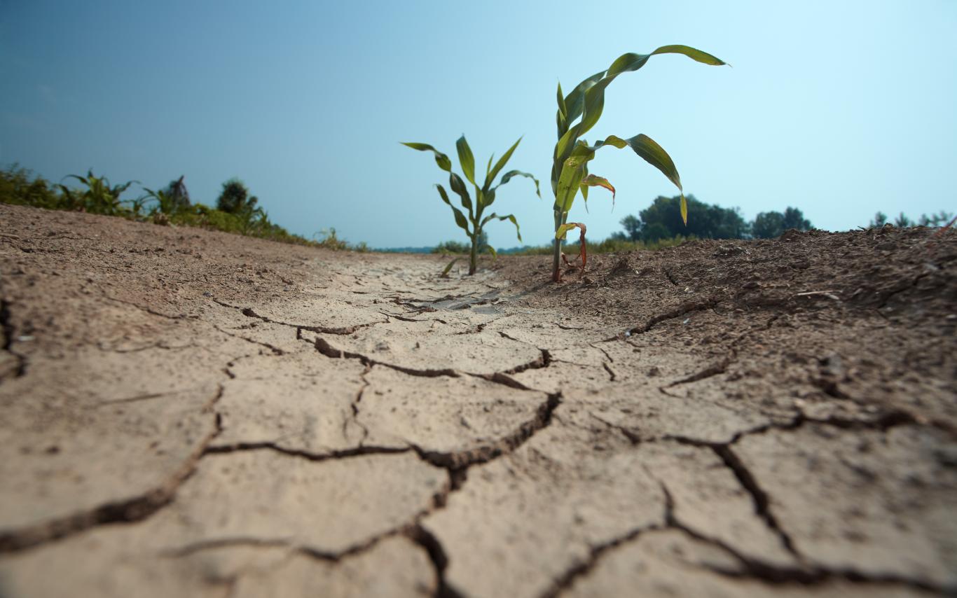 A parched, drought landscape