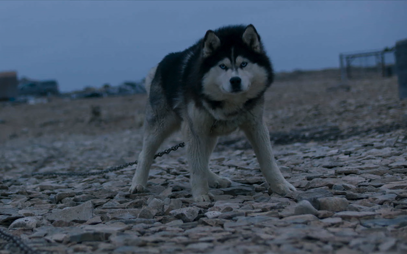 A husky tied up outside