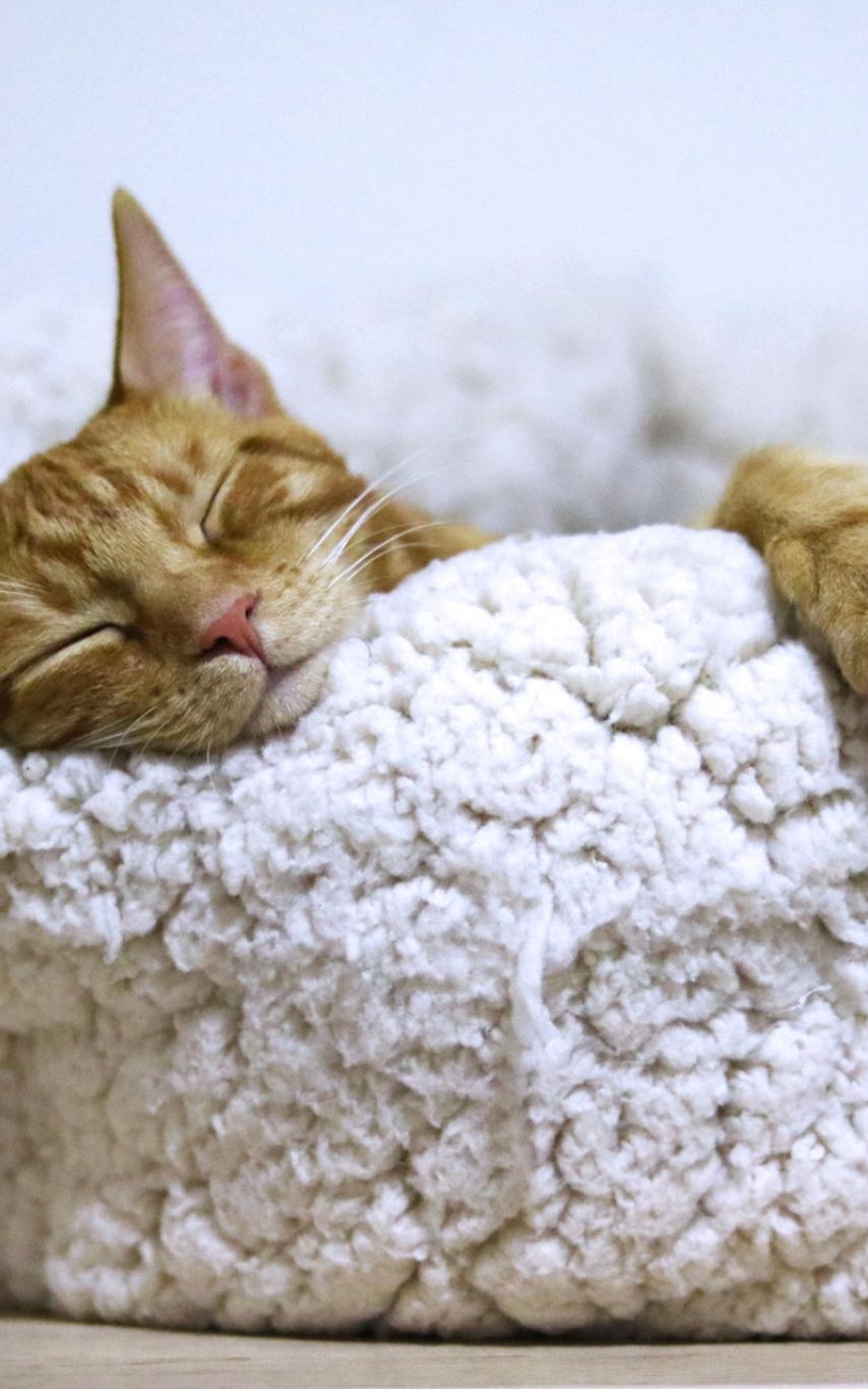 Cat sleeping in a cat bed